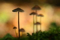 402 - MUSHROOM FAMILY - ZOBOKI-BARAT ADRIENN - hungary <div